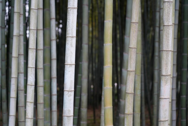 The Bamboo Forest, Japan
